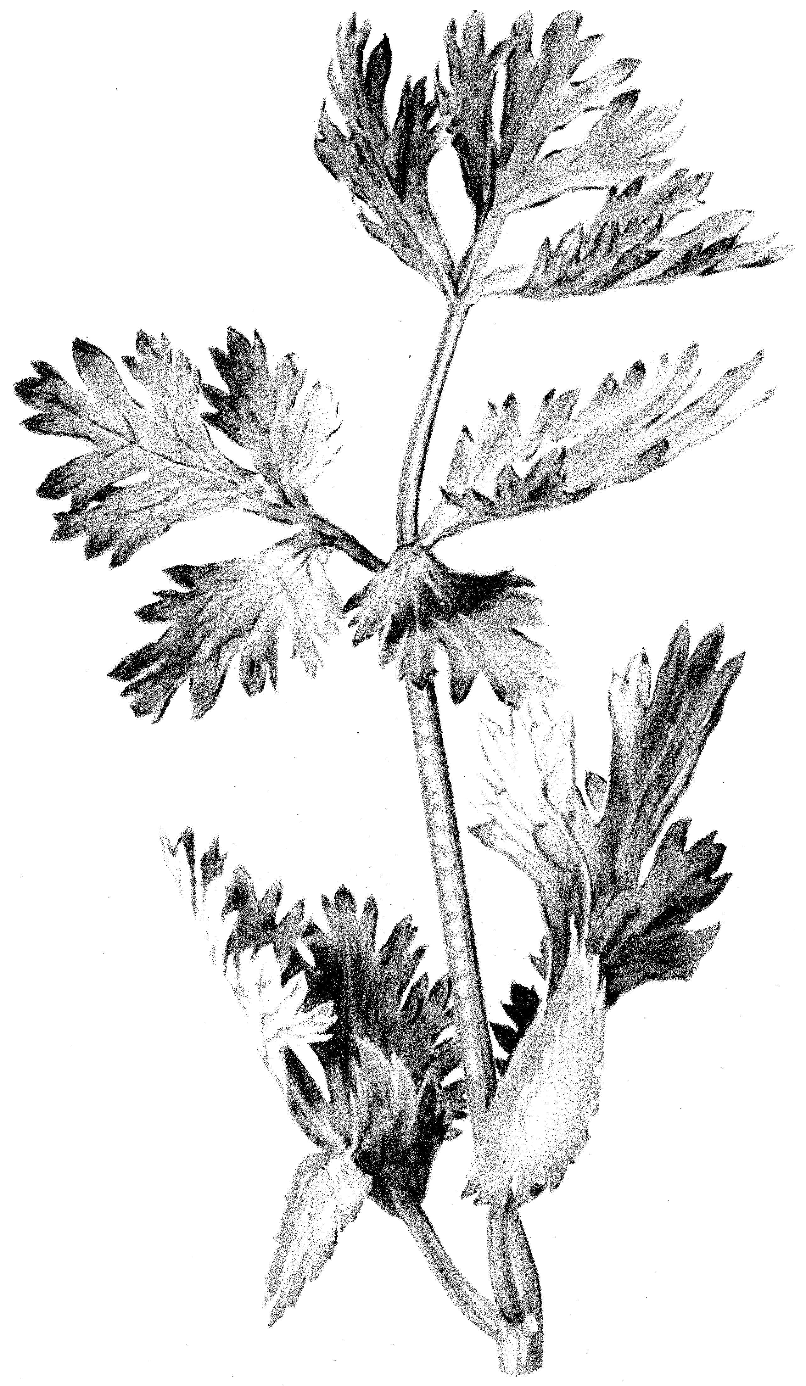 image à mettre